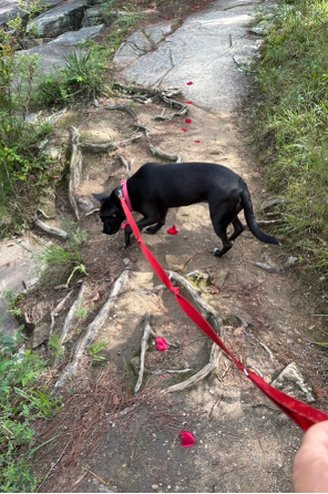 Roses Word from Wiese